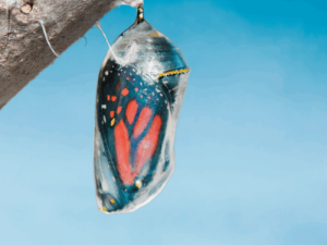 Gidsen-transformatie-healing Gidsen-transformatie-healing